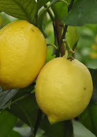 Citrus lisbon lemon 